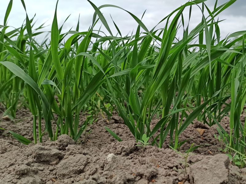 14. Mai 2022: Der grüne Hafer.