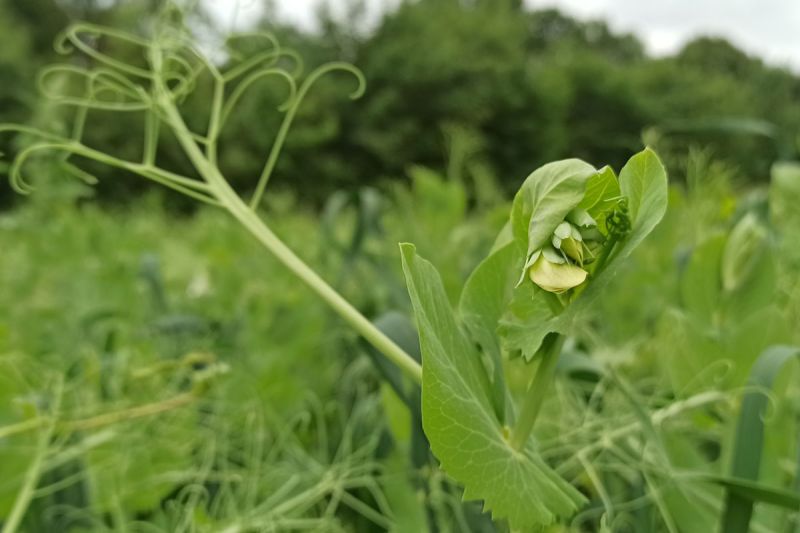 07. Juni: Hier ist die Blüte noch nicht entfaltet.