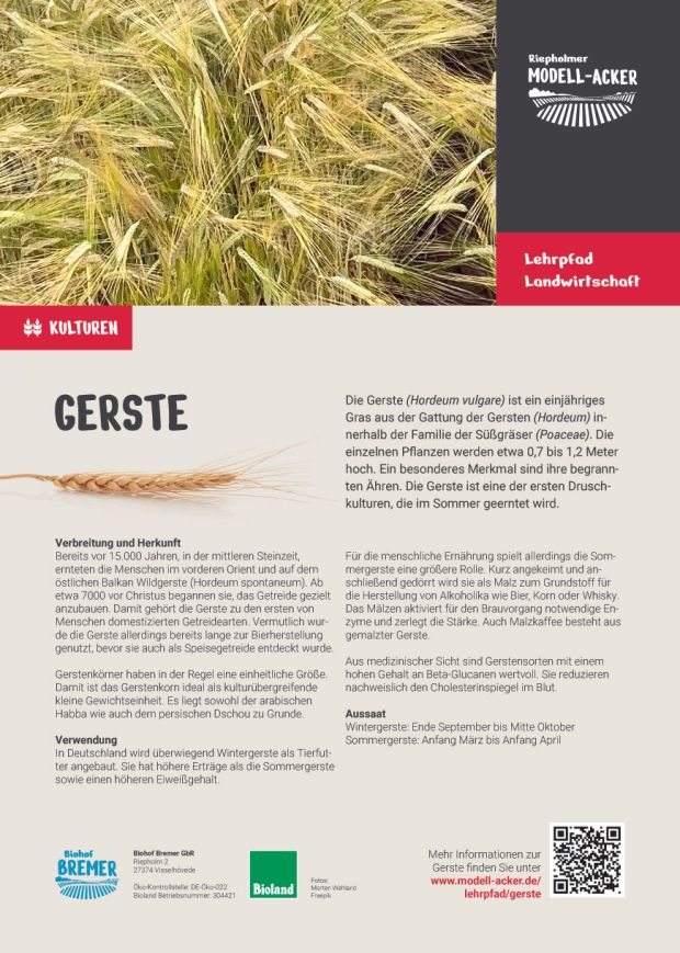 Info-Tafel Gerste
