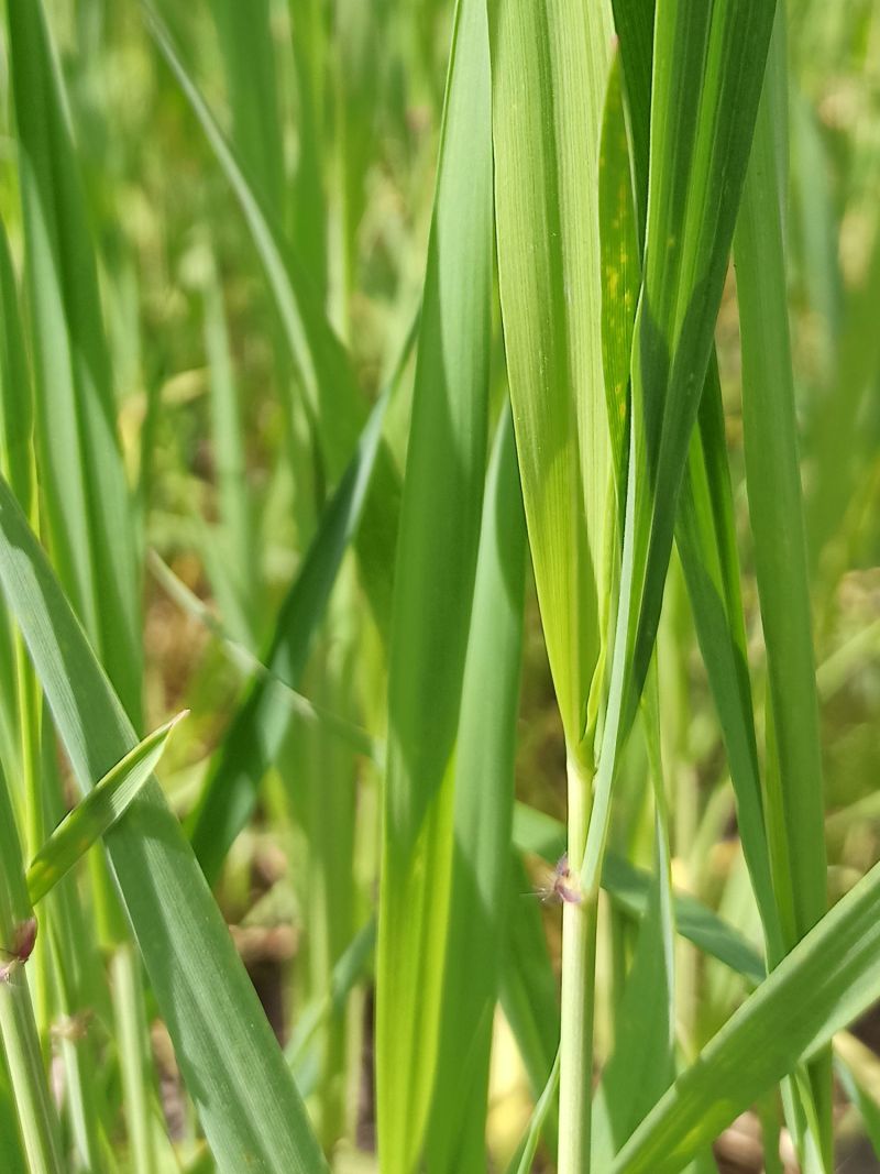 07. Mai: Die Blattöhrchen des Emmers.