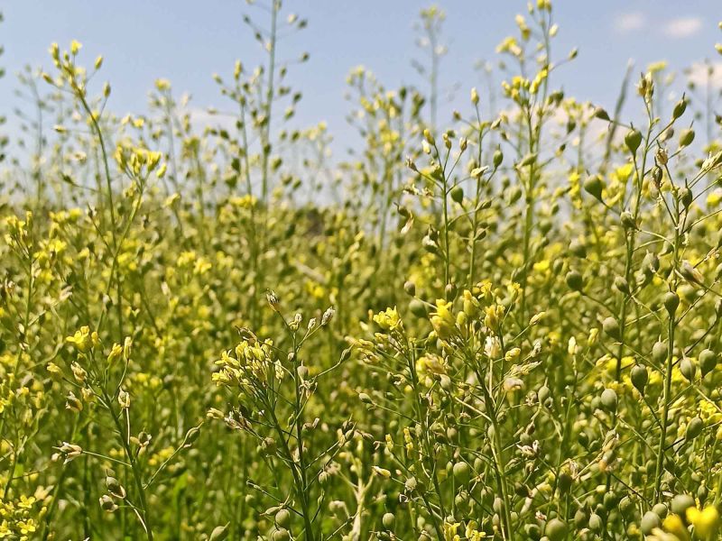 Und noch jede Menge Blüten!