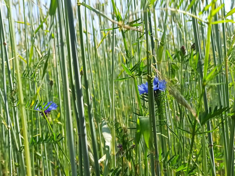 23 06 09 Roggenkornblume