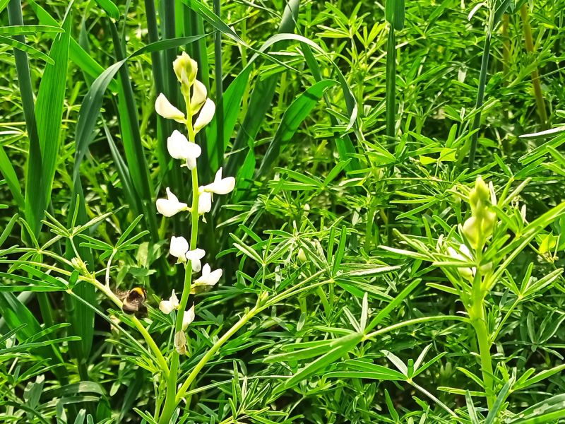 Die Blüte lockt Insekten an.