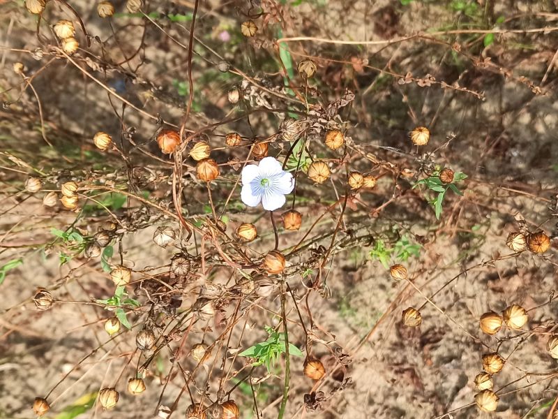 Einzelne Blüten sind zwischen den Kapseln zu finden.