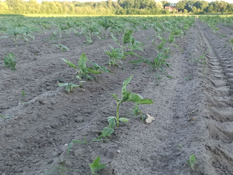 04. Juni 2022: Blick über den Schlag