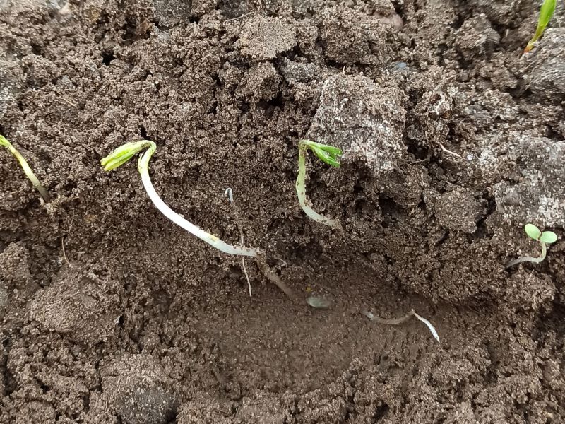 21. April: Die Linsen sind Aufgelaufen.
