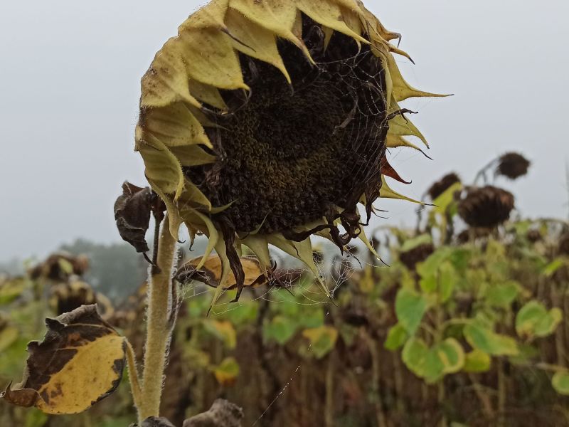 24. September: Die Sonnenblumen im morgendlichen Nebel.