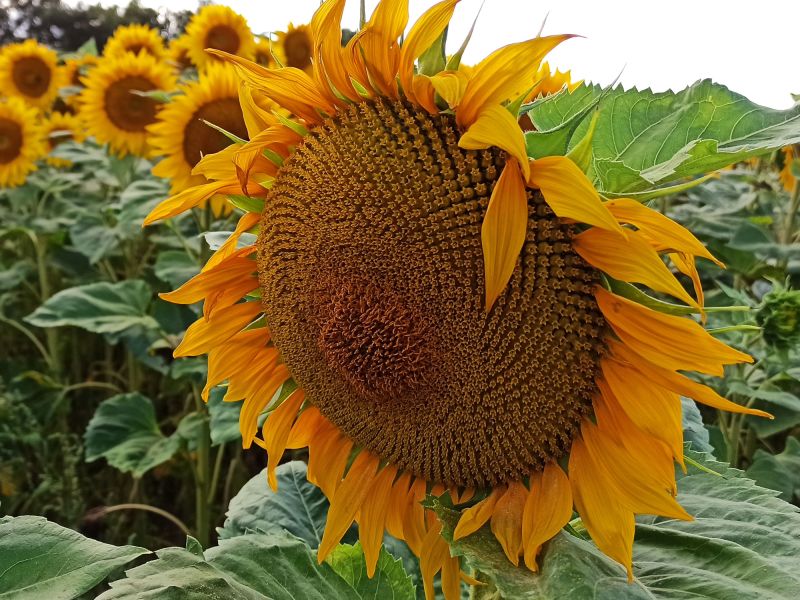 22 07 26 Sonnenblume Nah