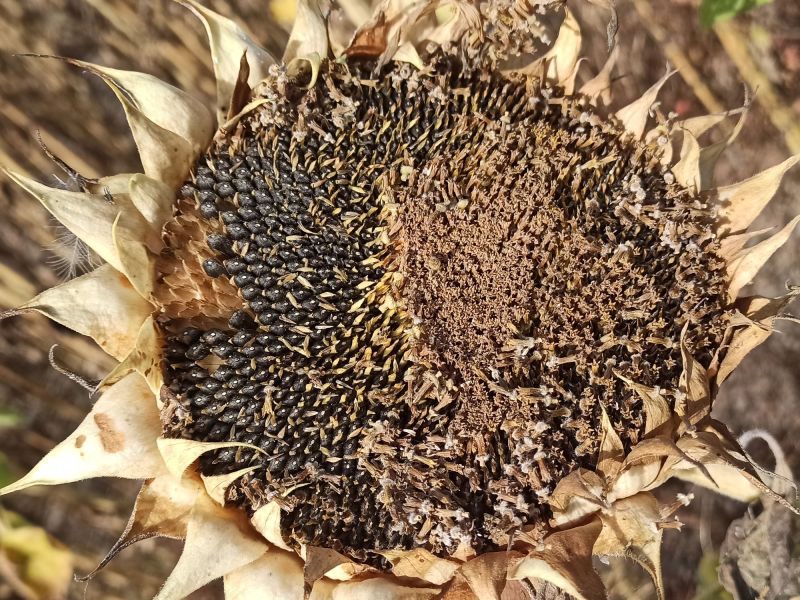 05. September 2022: Die Sonnenblumenkerne lassen sich lösen.