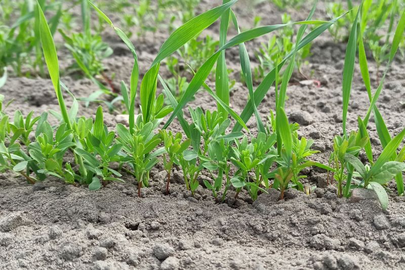 07. Mai. 2022: Die Linse ist gut aufgelaufen, scheint aber im Wachstum zu stagnieren.