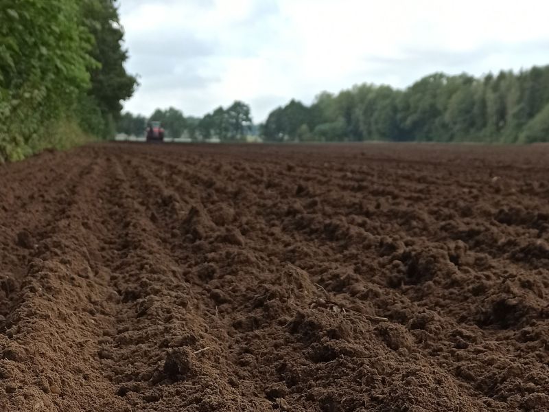 Emmer wird als Winterung im Herbst ausgebracht.