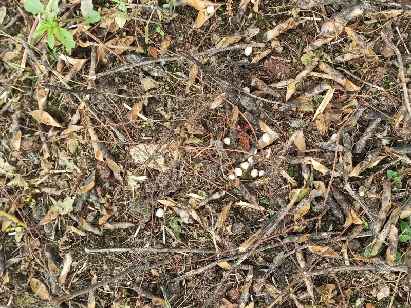 Am 23. August haben wir die Lupinen gedroschen. Ein Blick auf den Boden nach der ersten Bodenbearbeitung.