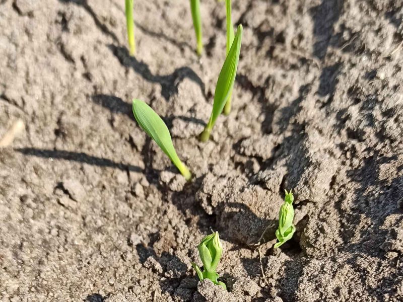 10. Mai: Erbse und Hafer sind aufgelaufen.