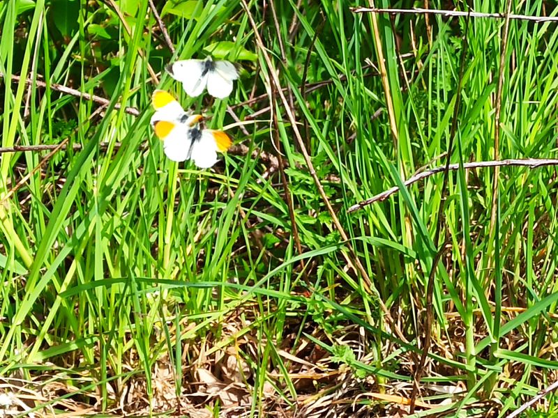 07. Mai: Schmetterlinge im Feldrand.