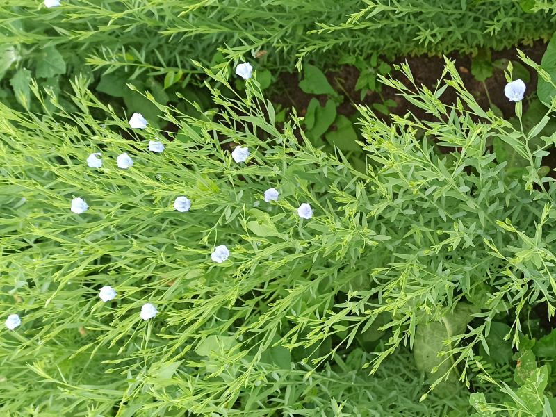 07. Juni 2022: Wie kann man diese Blüten am besten fotografieren?
