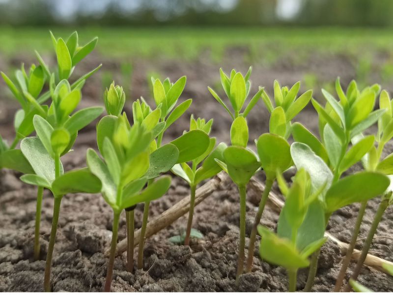 07. Mai 2022: Regen wird jedoch dringend benötigt.