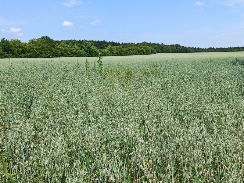 29. Juni 2022: Die Rispen sind zu erkennen.