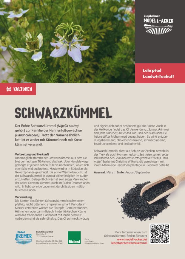 Info-Tafel Schwarzkümmel