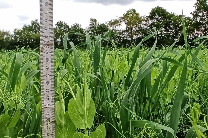 30. Mai: Die Erbse ist ca. 45cm hoch gewachsen.
