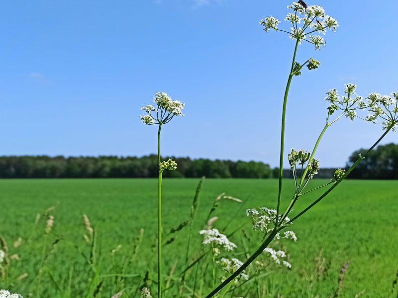 23 05 27 Schafgarbefeldrand
