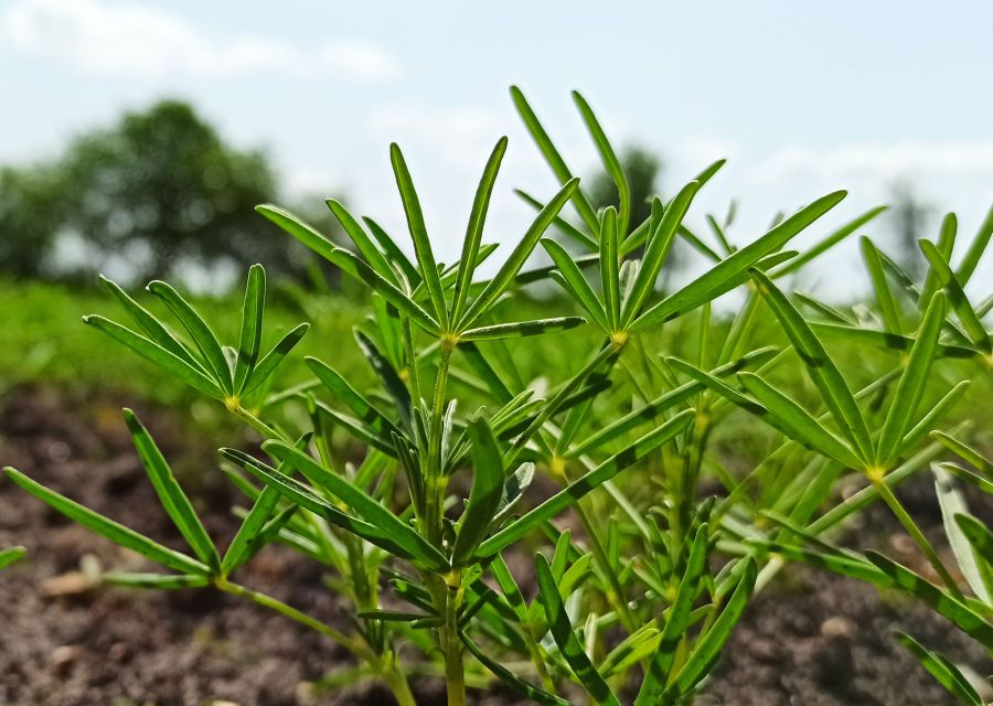 Lupine