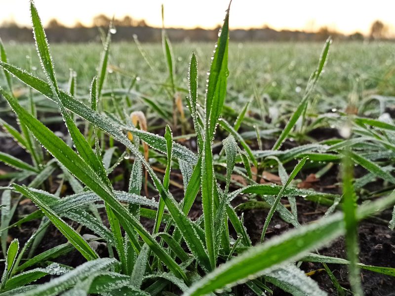Nahaufnahme am frühen Morgen.
