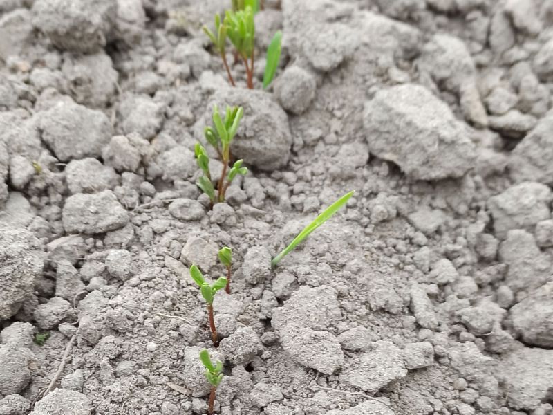 22. April 2022: Bereits nach drei Tagen sind Linse und Hafer aufgelaufen.