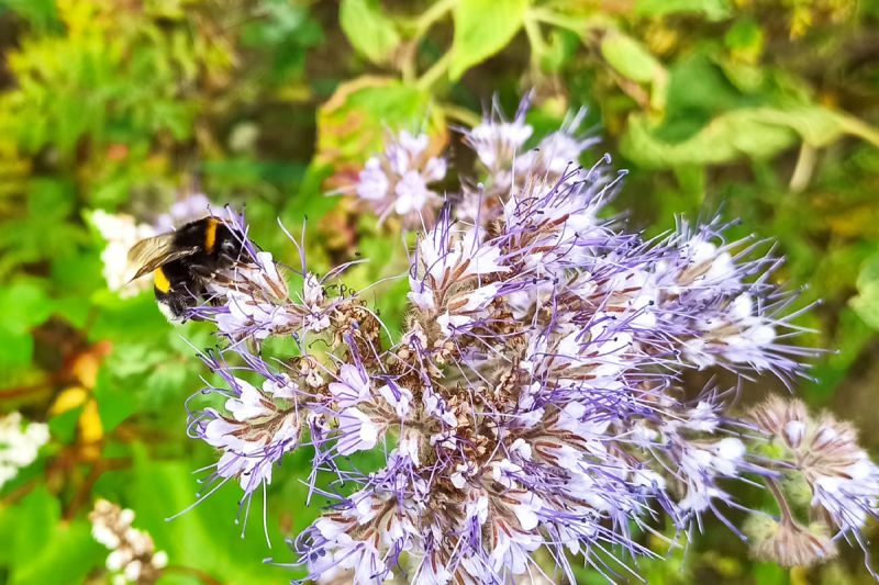 Hummel auf Phacelia