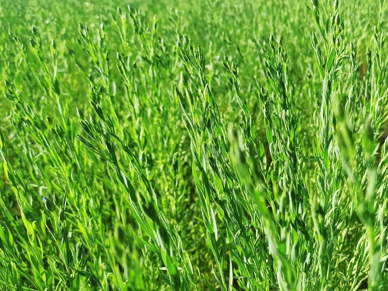Die Knospen sind angelegt. Wann beginnt die Blüte?