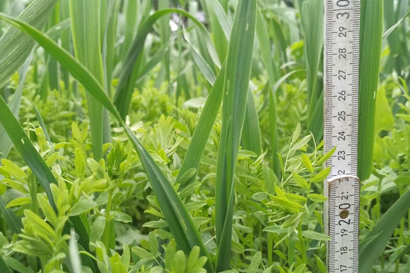 30. Mai 2022: Die Linse misst 24cm.