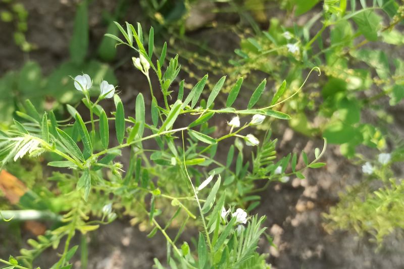18. Juni 2022: Fein und zart, die Blüten der Linse.