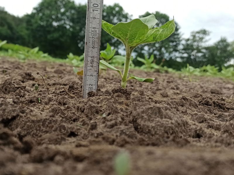 30. Mai 2022: 9 cm große Pflanzen