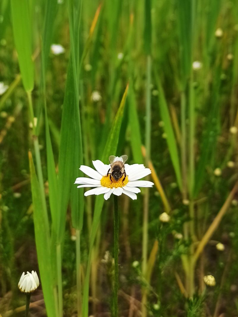 18. Mai: Biene auf Kamille