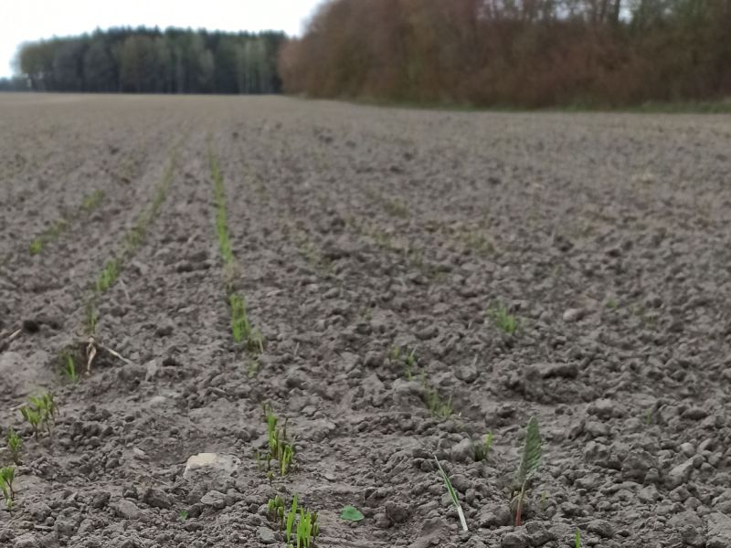 22. April 2022: EIn zartes Grün zieht sich über den Linsenschlag.
