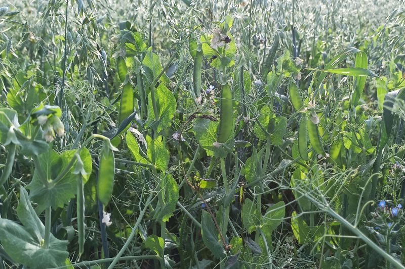 Im Gegenlicht sind die Erbsen in den Schoten zu erkennen.