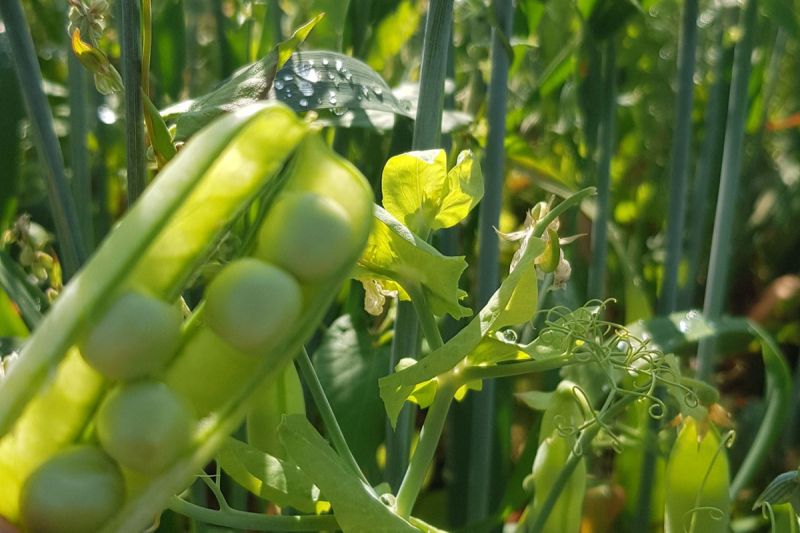 Die Erbsen schmecken wie früher in Omas Garten.