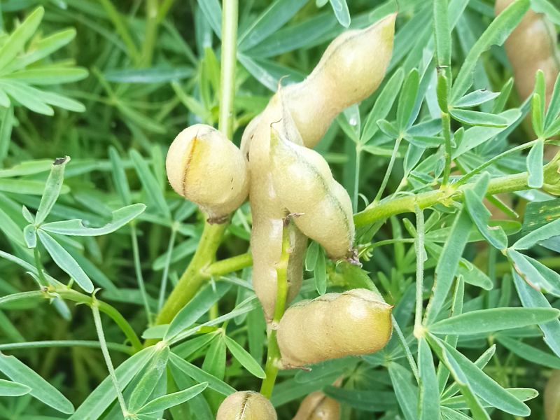 28. Juli: und werden immer dicker!