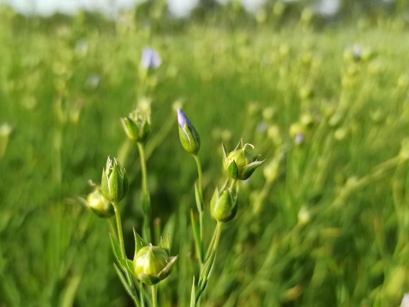18. Juni 2022: Die Blüte war schön, aber kurz.