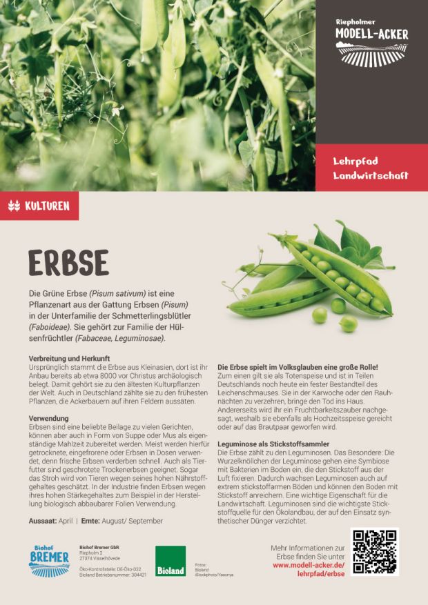 Info-Tafel Erbse