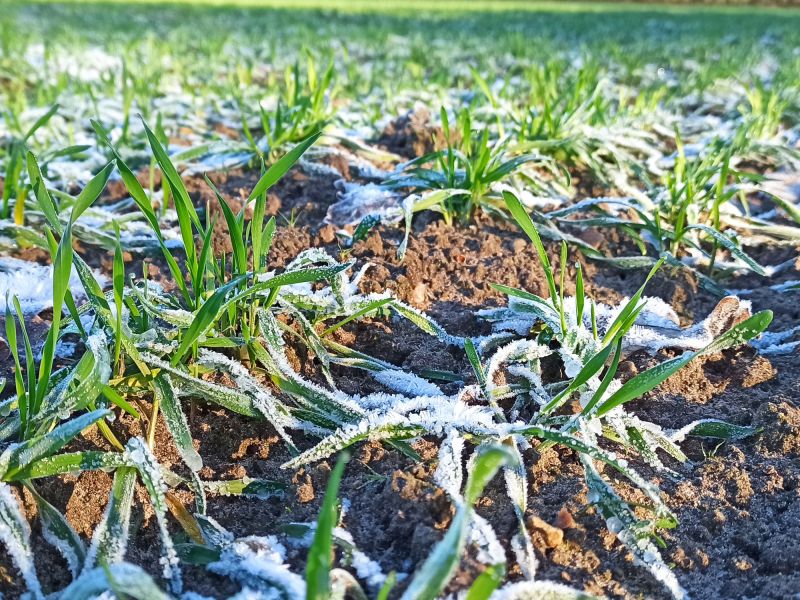 12. Januar: Frost