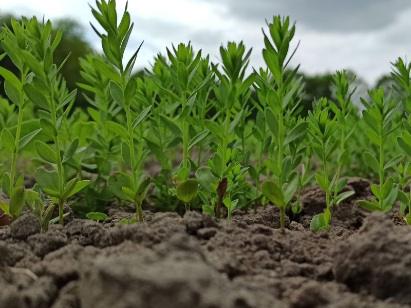 14. Mai 2022: Der Öllein macht sich gut, Regen wird aber weiterhin dringend benötigt.