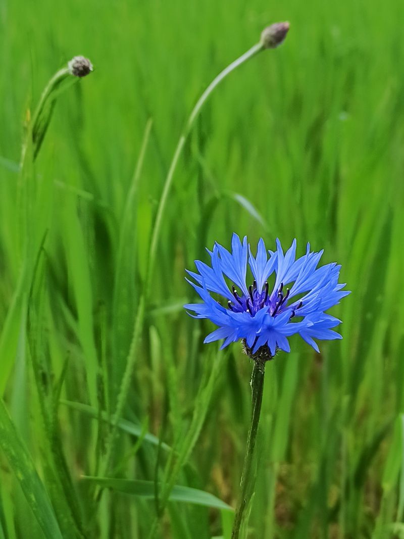 18. Mai: Die Kornblume