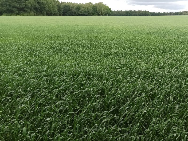 30. Mai 2022:  Der Blick täuscht, der Haferschlag reicht nicht bis zu hinteren Baumreihe. Haferschlag