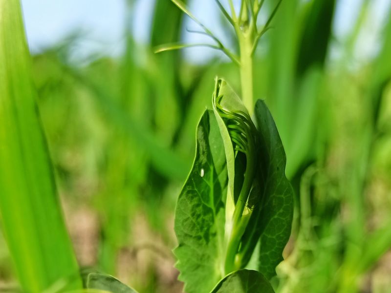 29. Mai: Die Blüte wird angelegt.