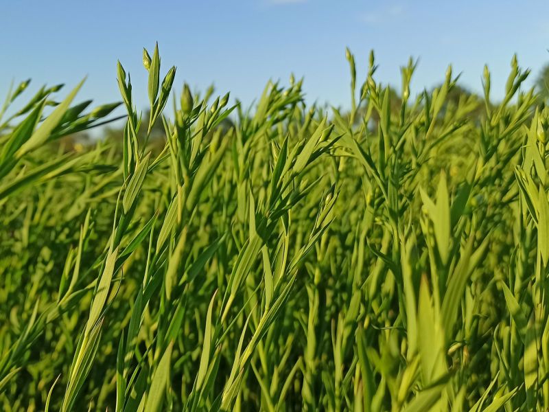 04. Juni 2022: Die Knospen sind da. Die Blüte ist eine Frage von Tagen.