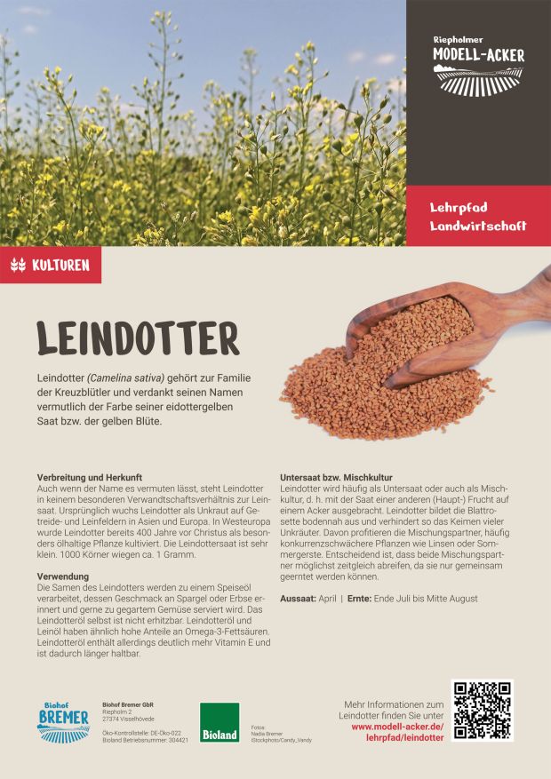 Info-Tafel Leindotter