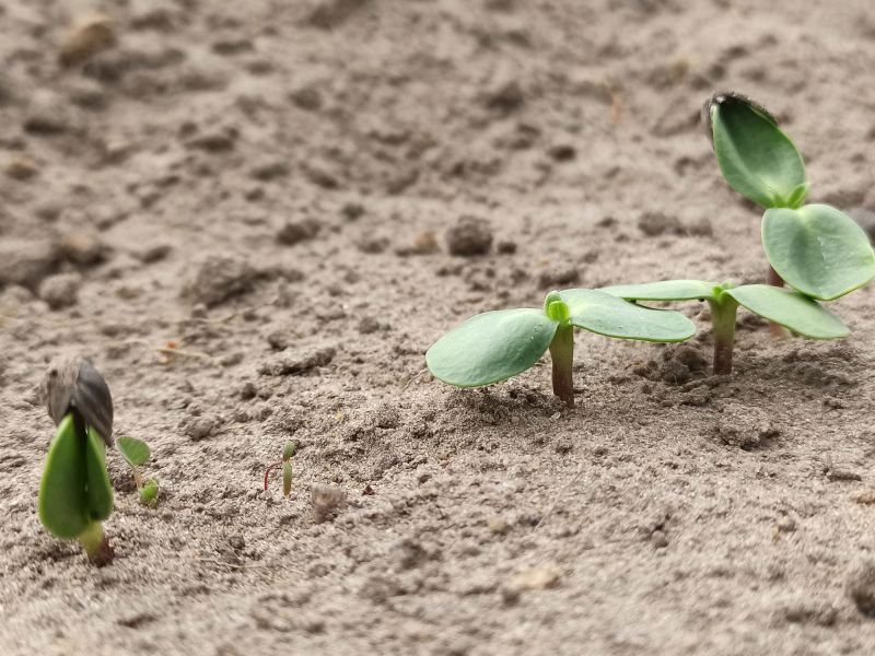 14. Mai 2022: Die Keimblätter der kleinen Sonnenblumen sind gut zu erkennen.