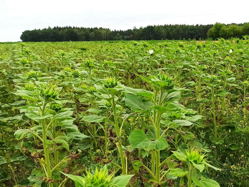 13: Juli 2022: Die Wuchshöhe der Sonnenblumen ist sehr unterschiedlich. Auf dem hinteren Teil sind die Pflanzen nur knapp hüfthoch. Die Bodenpunkte liegen hier unter 20.