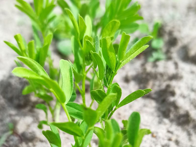 07. Mai: Die Linsen sind gewachsen, von der Stützfrucht ist noch nichts zusehen.