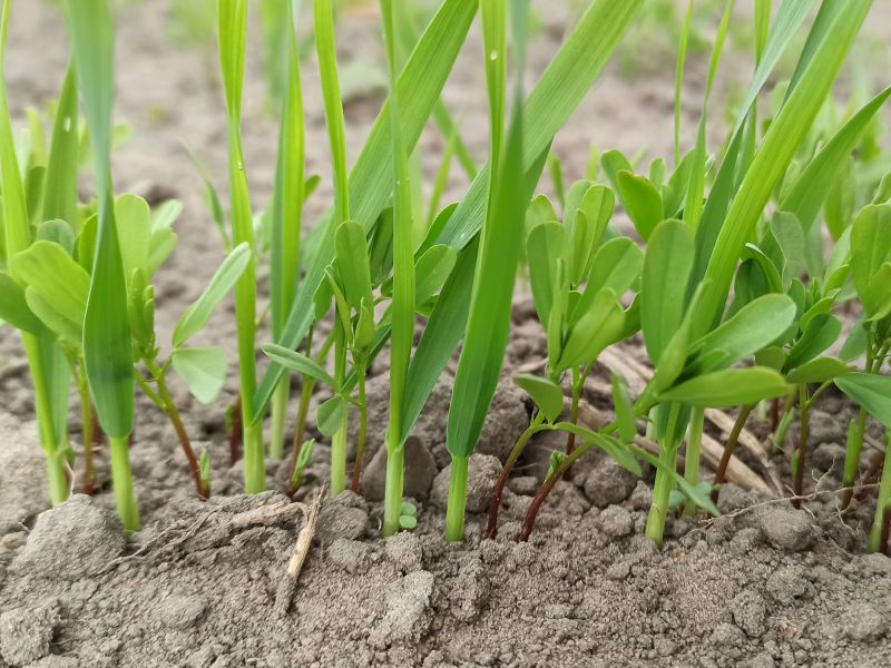 29. April 2022: Der Hafer wächst inzwischen über die Linse.